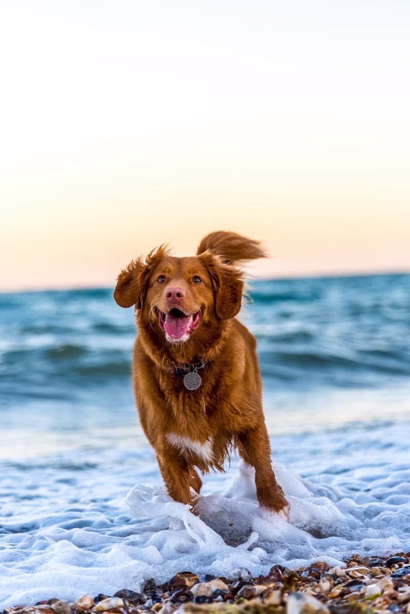 Happy dog running